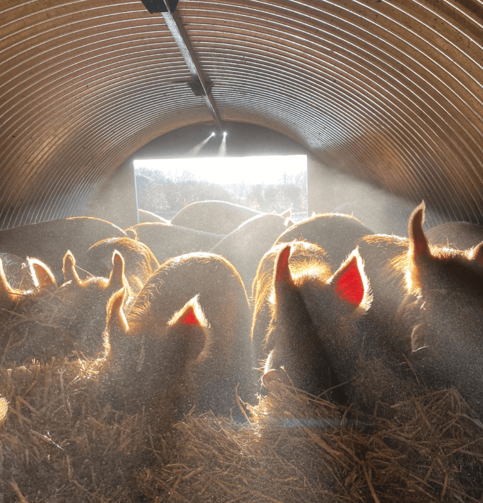 Sunlight shines into the pig ark at The Story Pig farm.