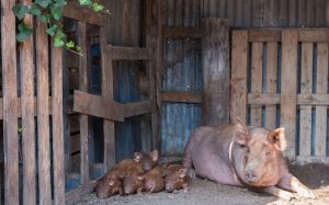 Pig mother and piglets sit in a barn at the Story Pig farm.