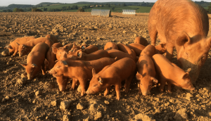 Mother pig and piglets playing in the mud with the sun shining on them