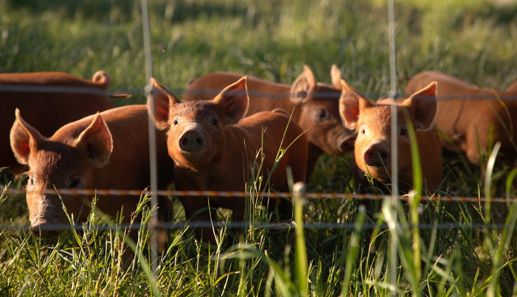 Tamworth piglets in a field behind a fence