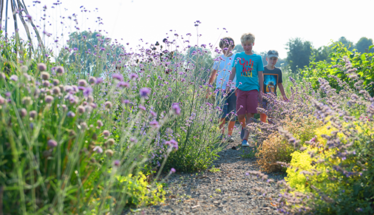 Three young boys walking through lavender plants