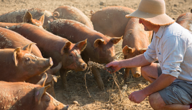 Tamworth pigs being fed by a man