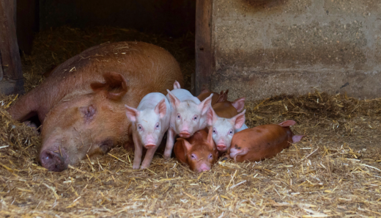 Five Tamworth piglets lying next to their mother in hay