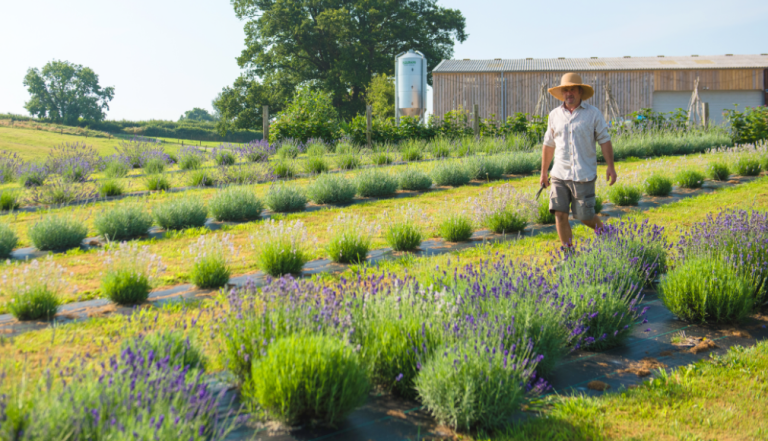 A man walking down through a lavender field