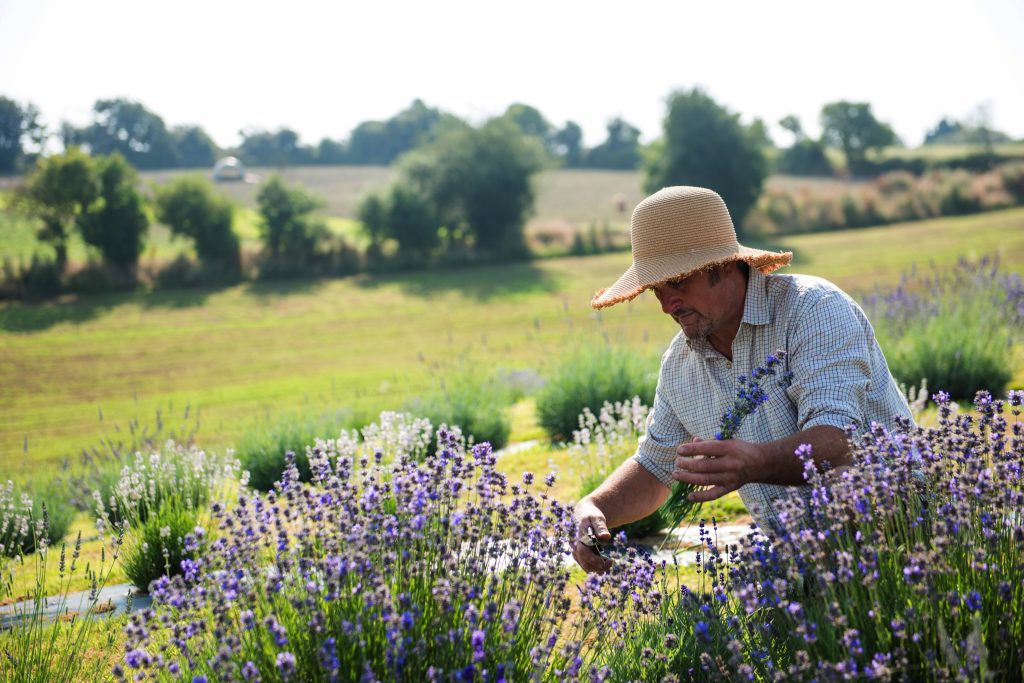 Man picking purple flowers in the countryside