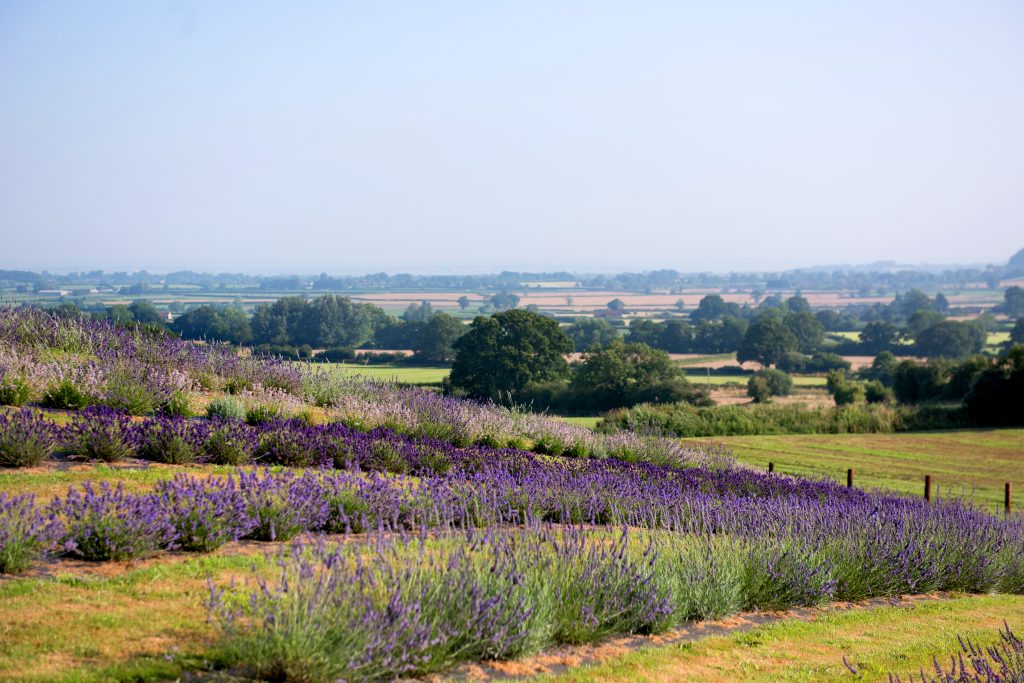 Lavender plants in a field