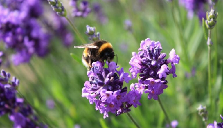 A bumblebee on lavender