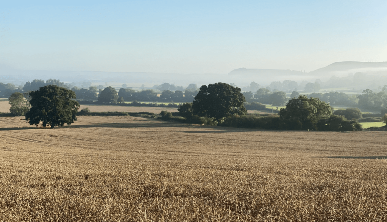 Field with crops and the Dorset countryside in the background