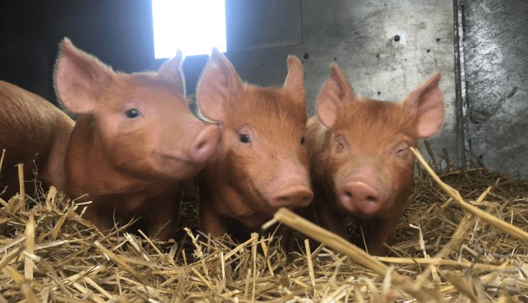 Three Tamworth piglets close up on a hay bed