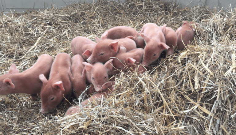 Tamworth piglets on a hay bed
