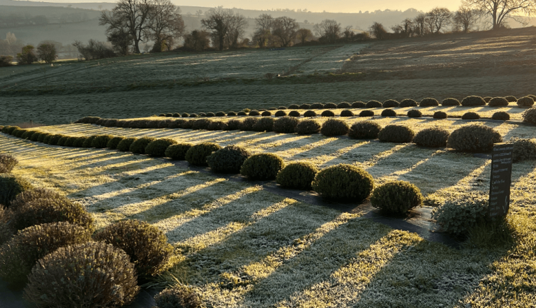 View from the farm and lavender fields on a frosty morning