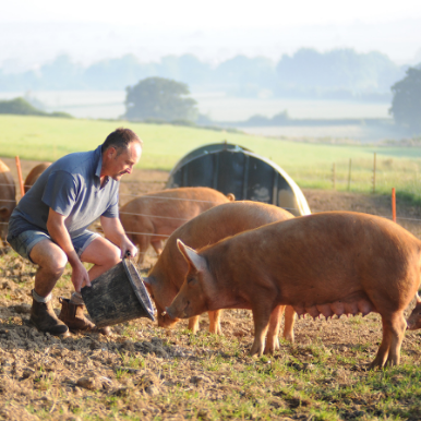 James feeding the Tamworth Pigs at the farm at The Story Pig