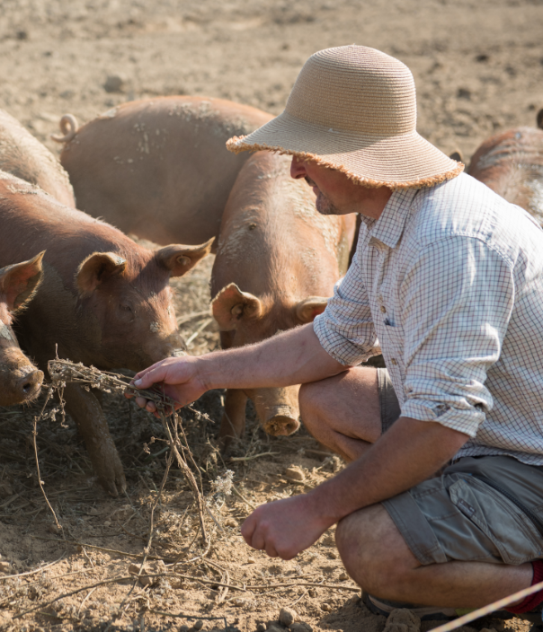 James from The Story Pig feeding the pigs in the mud in summer