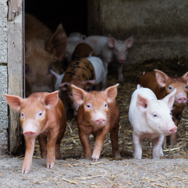 3 piglets walking out of the barn