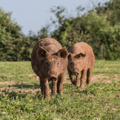 Two Tamworth pigs walking towards the camera on a summers day at the farm