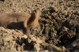 A Tamworth pig digs into the mud at The Story Pig farm.